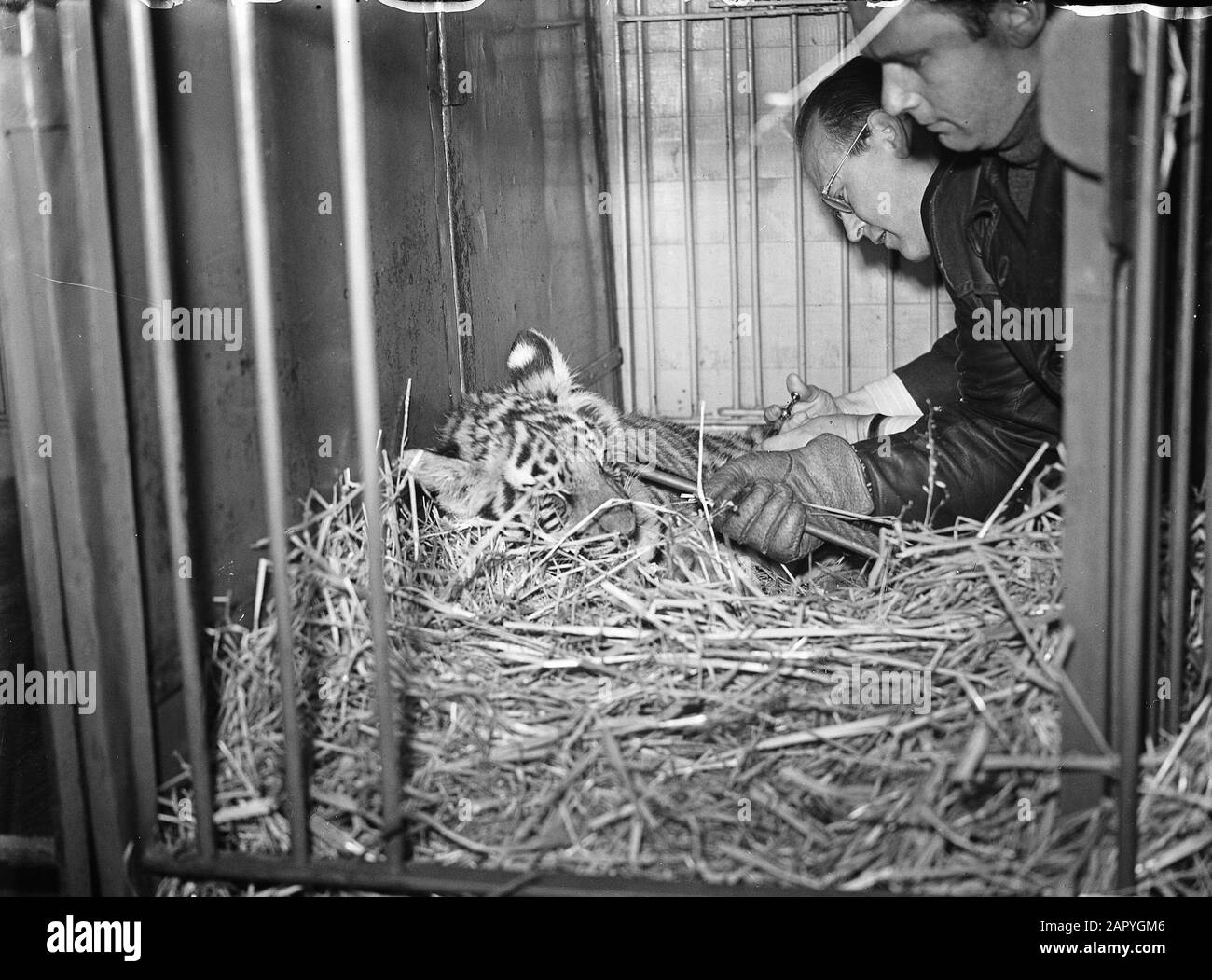 Injection de jeunes tigres Date : 4 mai 1948 mots clés : Tigers Banque D'Images