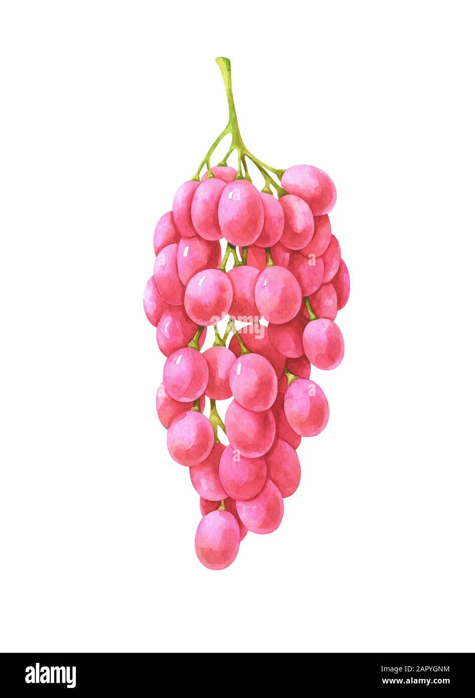 Illustration de l'aquarelle des raisins roses Banque D'Images
