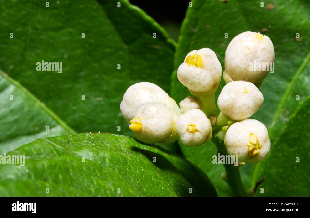 Les fleurs de tilleul mexicain commencent à fleurir Banque D'Images