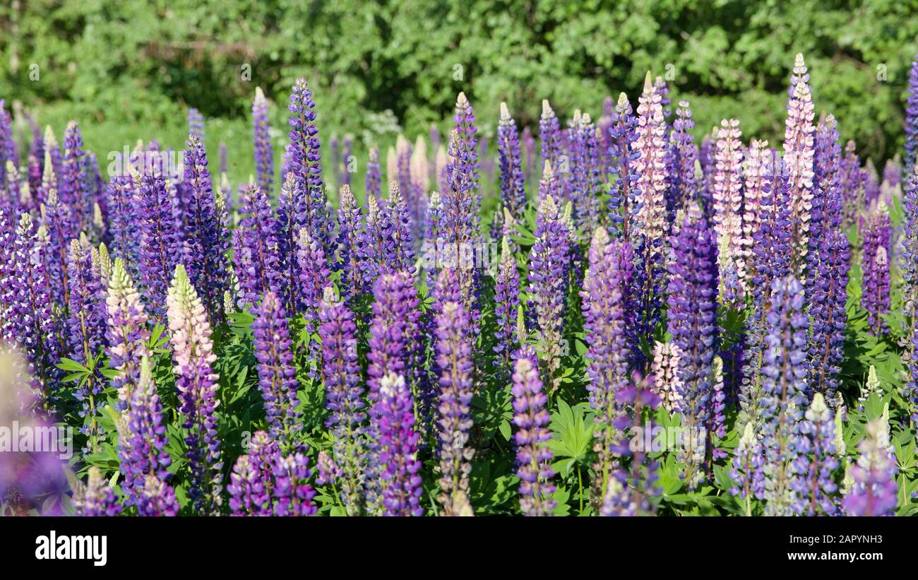 Champ de Lupinus avec des fleurs roses violettes et bleues en journée ensoleillée. Un champ de lupins. Lupine violette et rose dans la prairie. Fond du ressort. Bande colorée de lupins été fleur arrière-plan ou carte de voeux. Banque D'Images