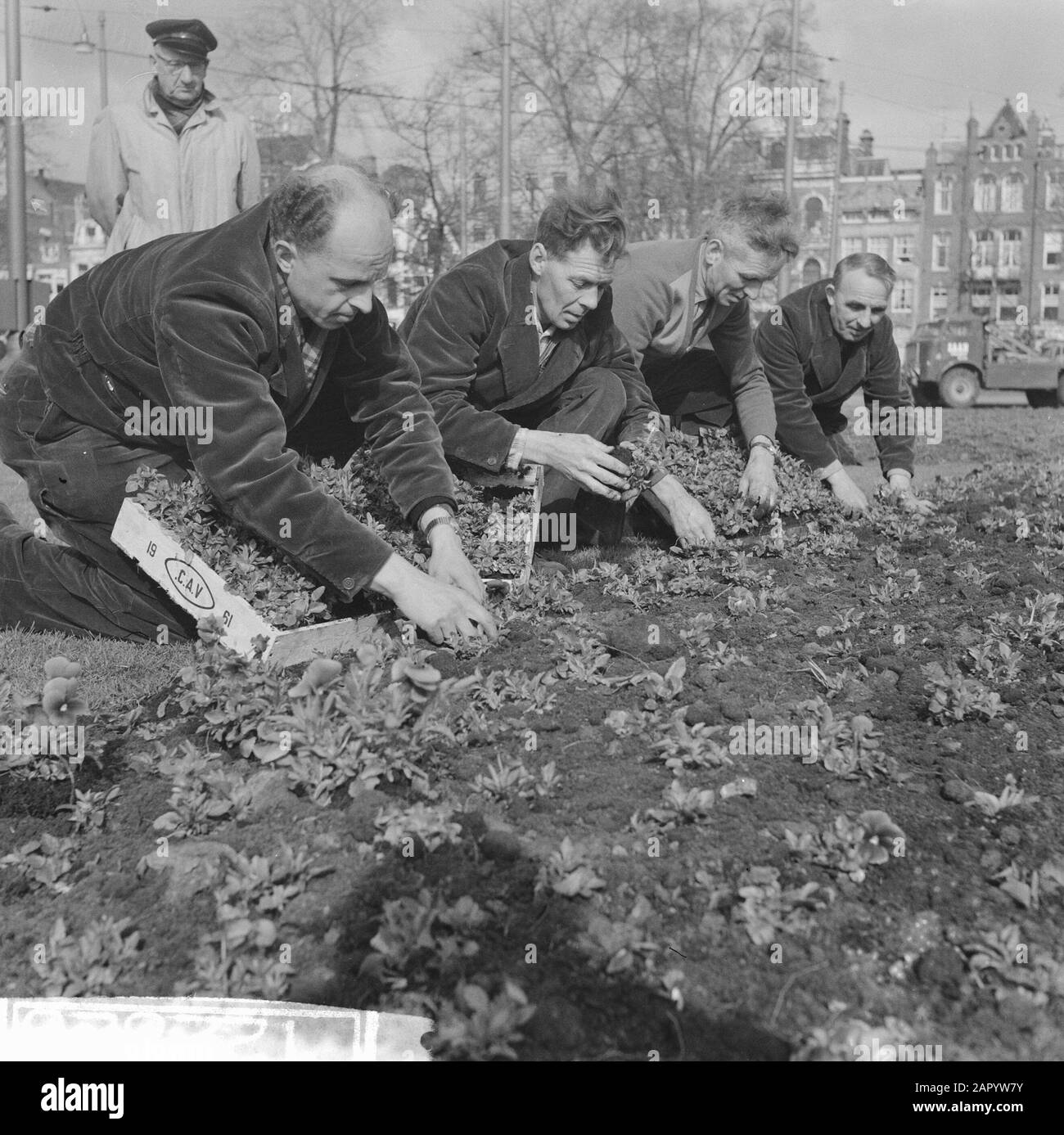 Plantes de violettes à la Frederiksplein à Amsterdam Date: 28 mars 1961 lieu: Amsterdam, Noord-Holland mots clés: Plantes Banque D'Images