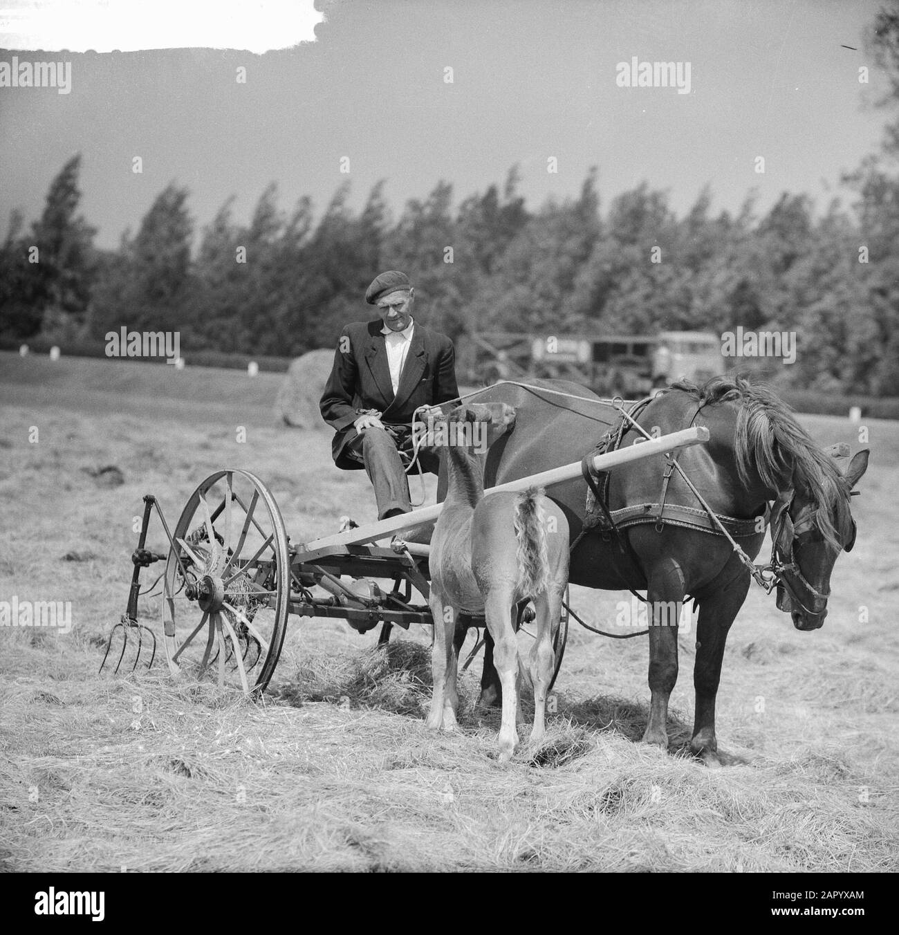 Foal d'un mois Date: 23 juin 1961 mots clés: Foals Banque D'Images