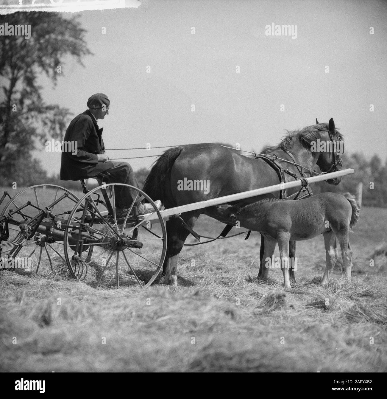 Foal d'un mois Date: 23 juin 1961 mots clés: Foals Banque D'Images