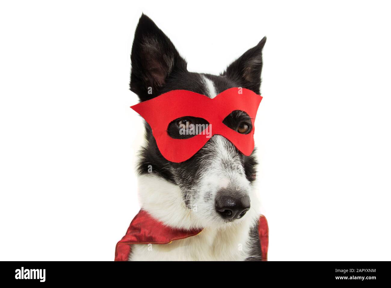 costume de super héros de chien. Border collie portant un masque rouge et cape pour carnaval ou halloween fête. Isolé sur fond blanc. Banque D'Images