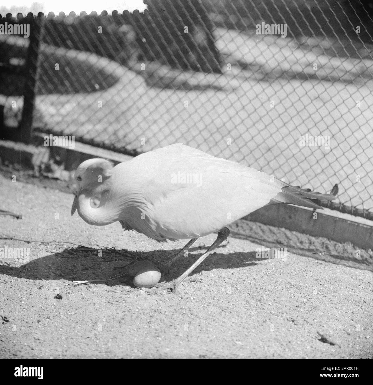 Oiseaux de paradis pour la 3ème reproduction Date : 9 août 1961 mots clés : oiseaux de paradis Banque D'Images