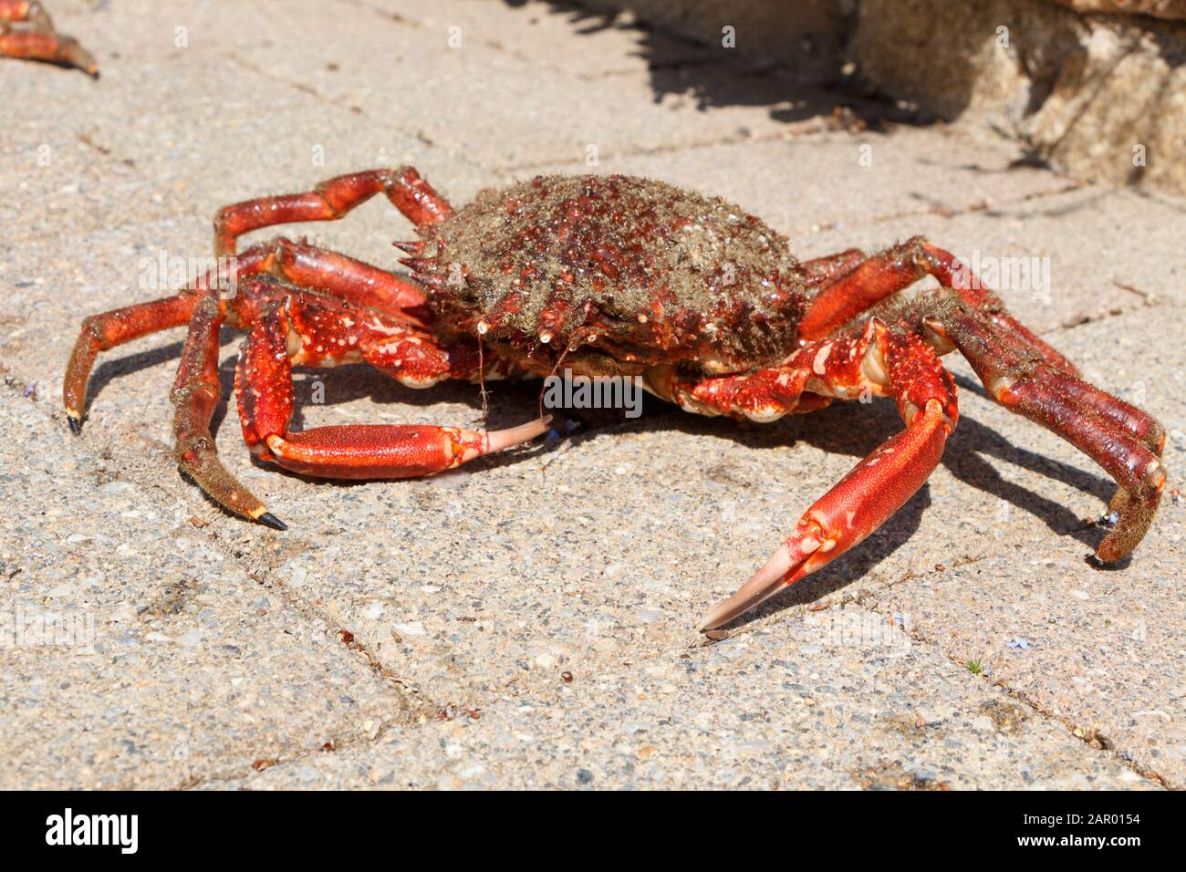 Araignée de mer vivants sur la chaussée après la pêche en Bretagne Banque D'Images