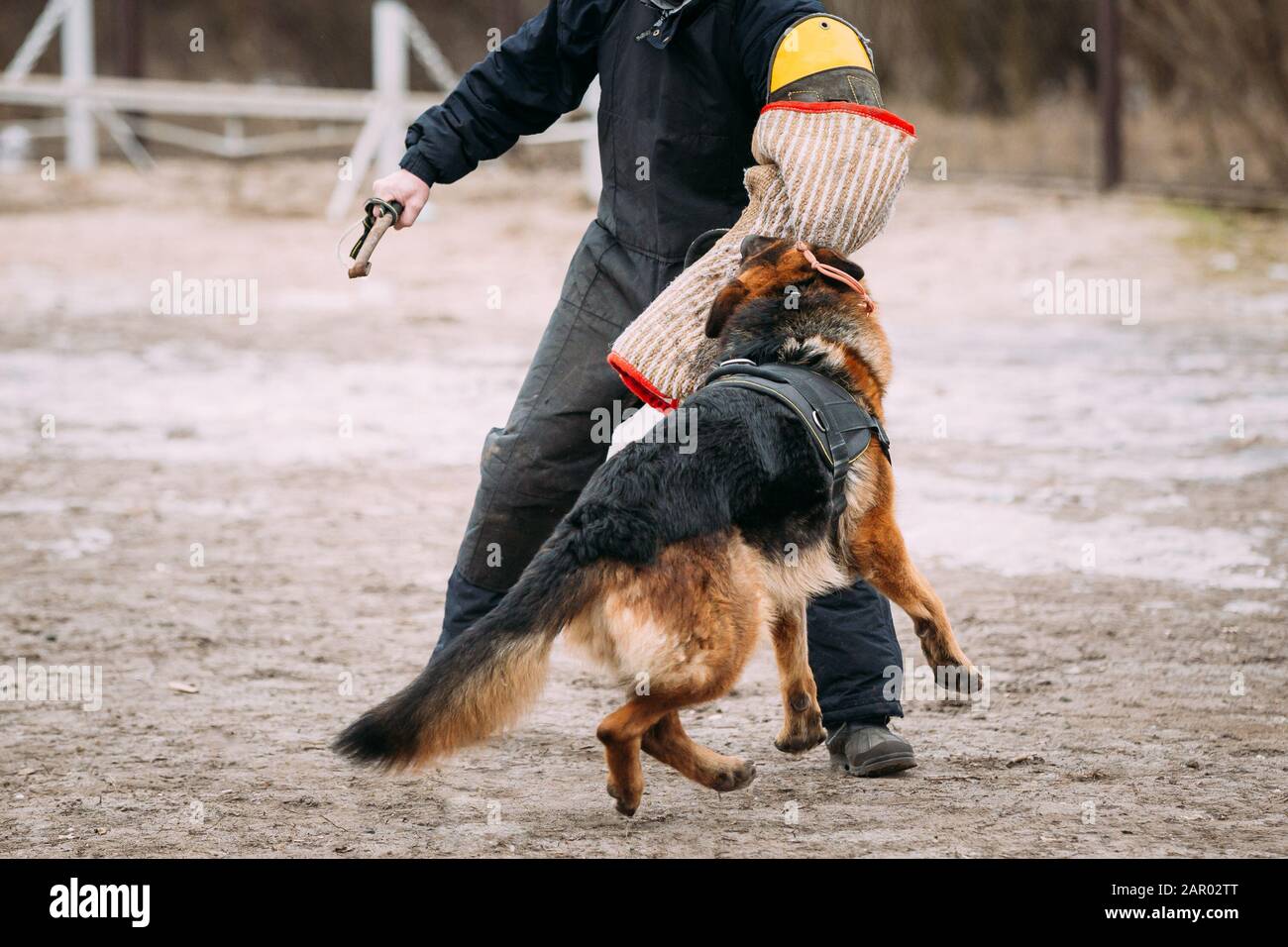 Formation de chien de berger allemand. Chien de mordre. Chien Loup d'Alsace. Deutscher, chien Banque D'Images
