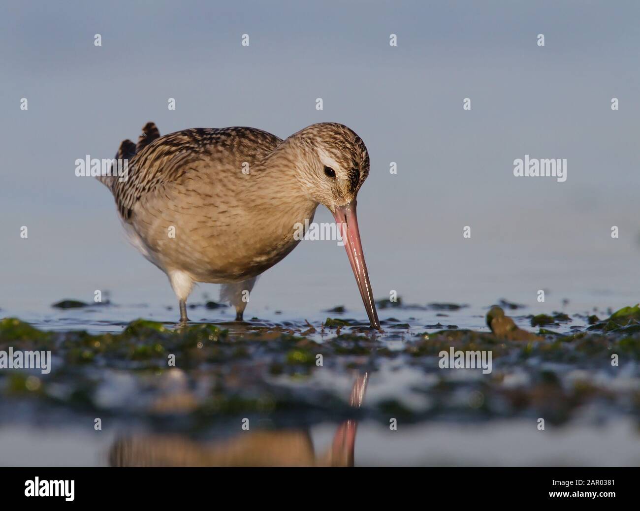 Bared Godwit, Limosa lapponica, à la recherche de nourriture dans la boue le long du rivage. Pris à Stanpit Marsh UK. Affichage de l'objectif, de l'intensité, de la stare Banque D'Images