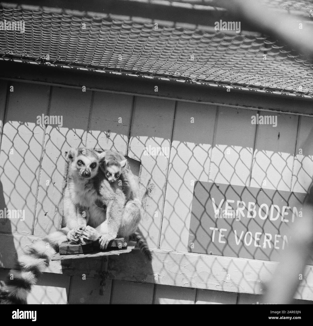 Katta Ou Ringtaartmaki In Artis Date: 23 May 1962 Lieu: Amsterdam, Noord-Holland Mots Clés: Zoos Nom De L'Établissement: Artis Banque D'Images