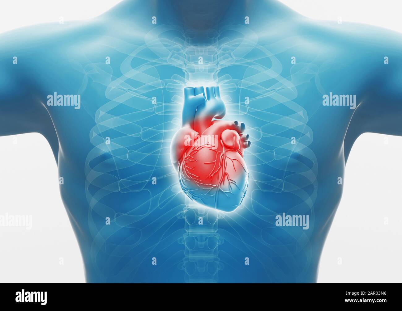 Cœur humain. Organes internes Anatomie, rendu 3D Banque D'Images