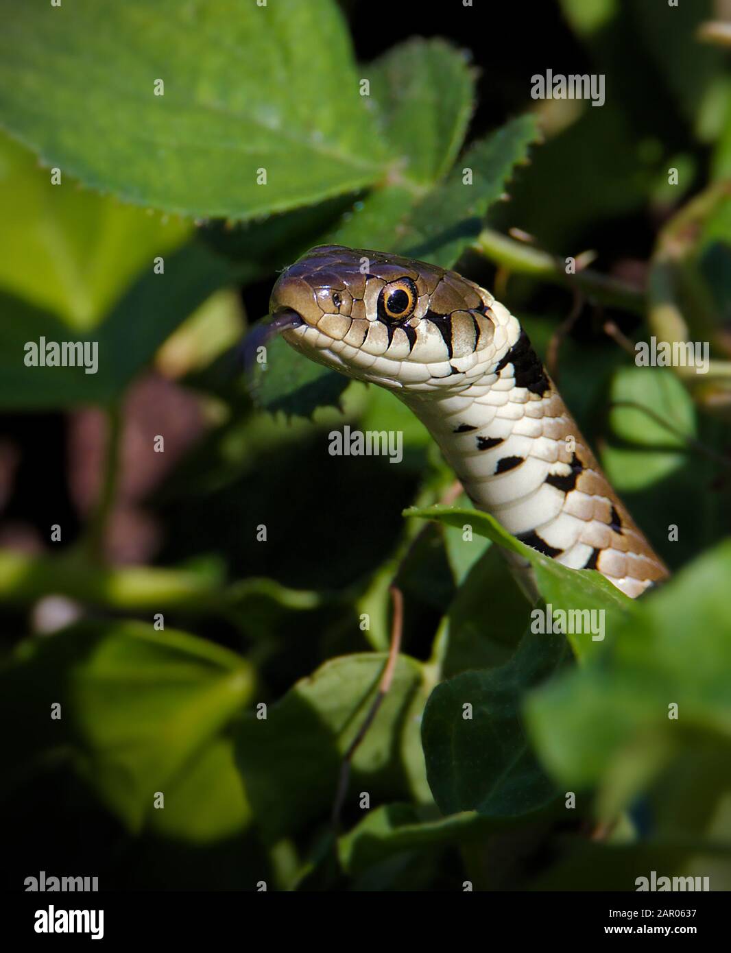 Coup de tête d'un serpent d'herbe, Natrix naturix, en partant de feuilles en goûtant l'air avec sa langue. Prise à Blashford Lakes UK. Banque D'Images
