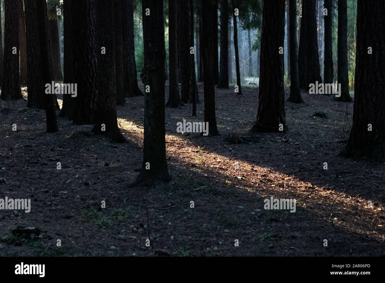 Rayon De Soleil Dans Une Foret Dense Sombre Photo Stock Alamy