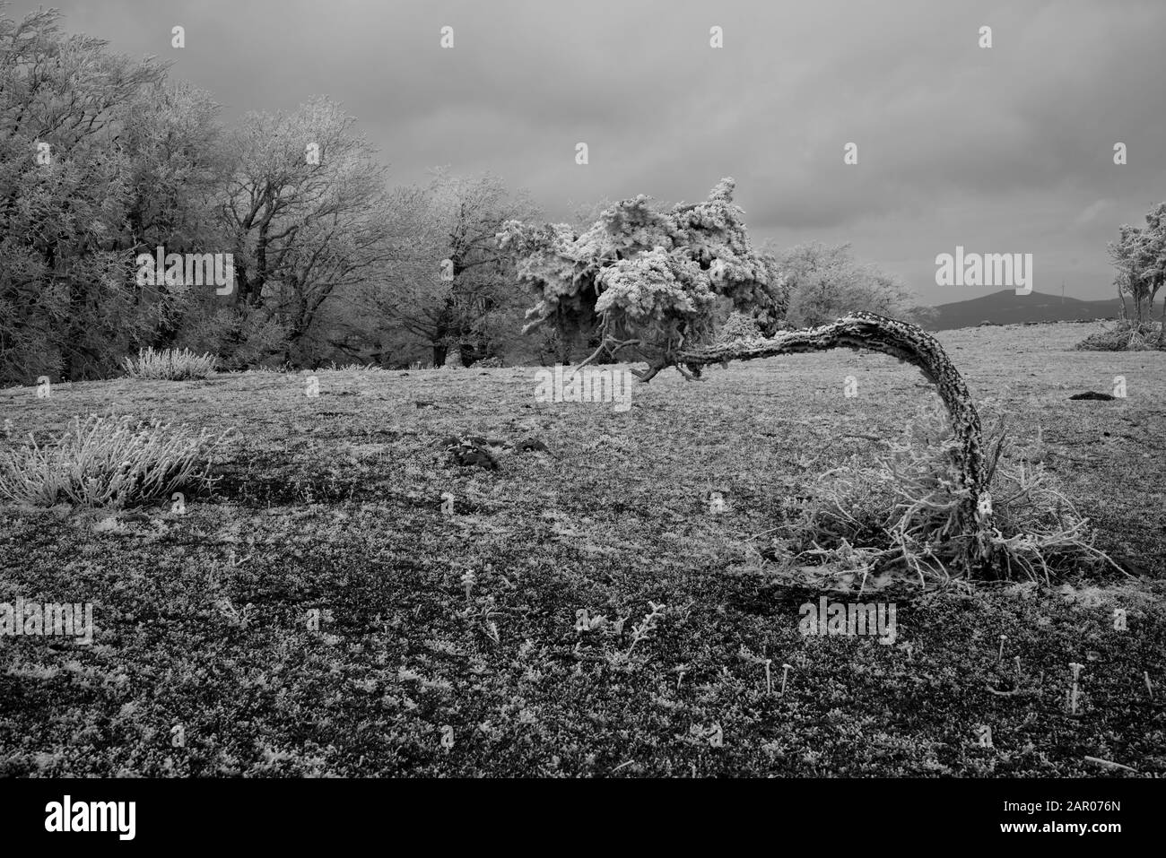 paysage gelé avec brouillard Banque D'Images