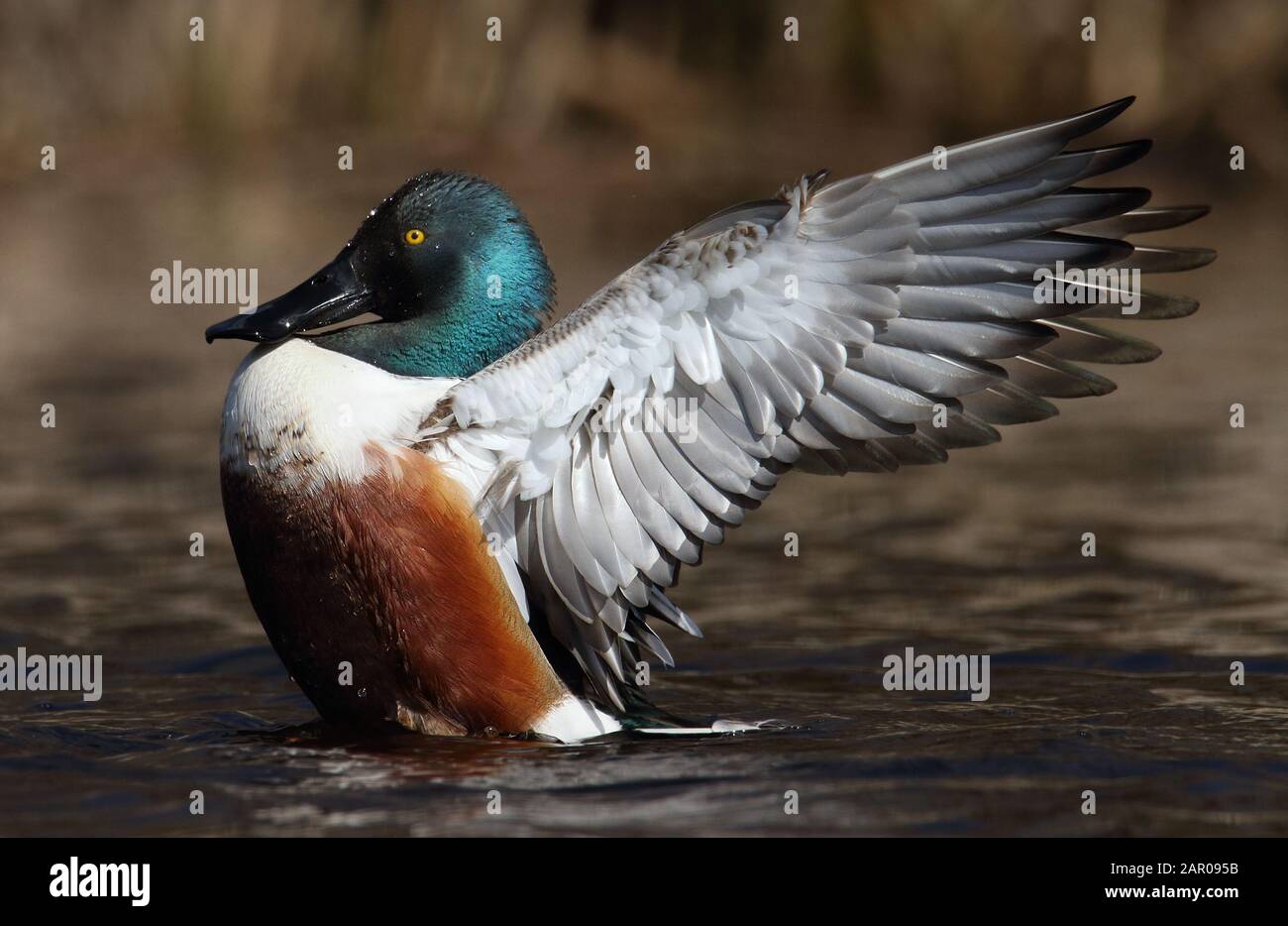 Photo de profil d'un Shoveller, Anas clypeata, canard flatte ses ailes dans l'eau debout avec des ailes délimitées. Prise à Moors Valley Royaume-Uni Banque D'Images