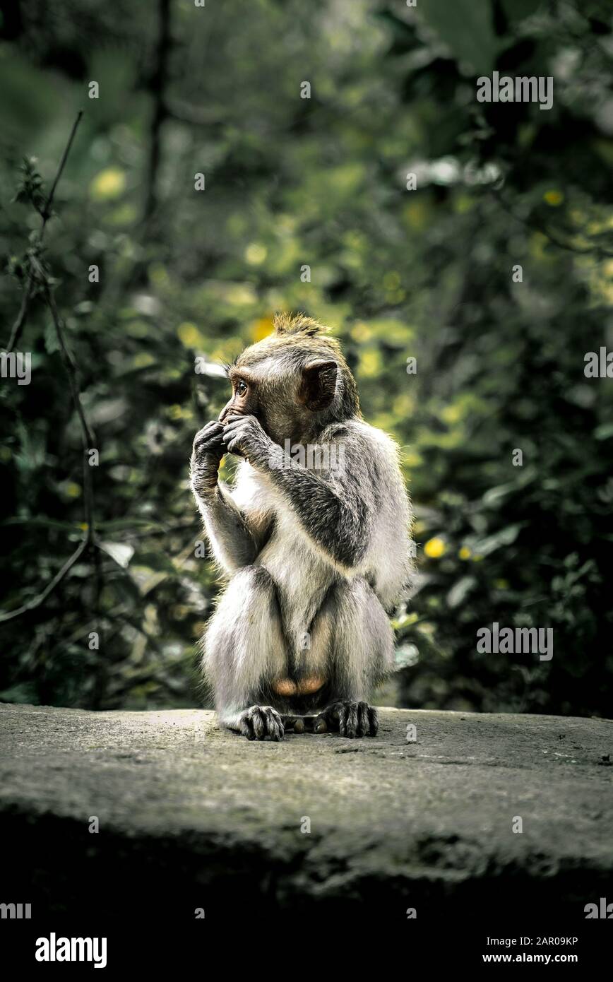 Bébé singe assis dans le profil, Ubud Banque D'Images