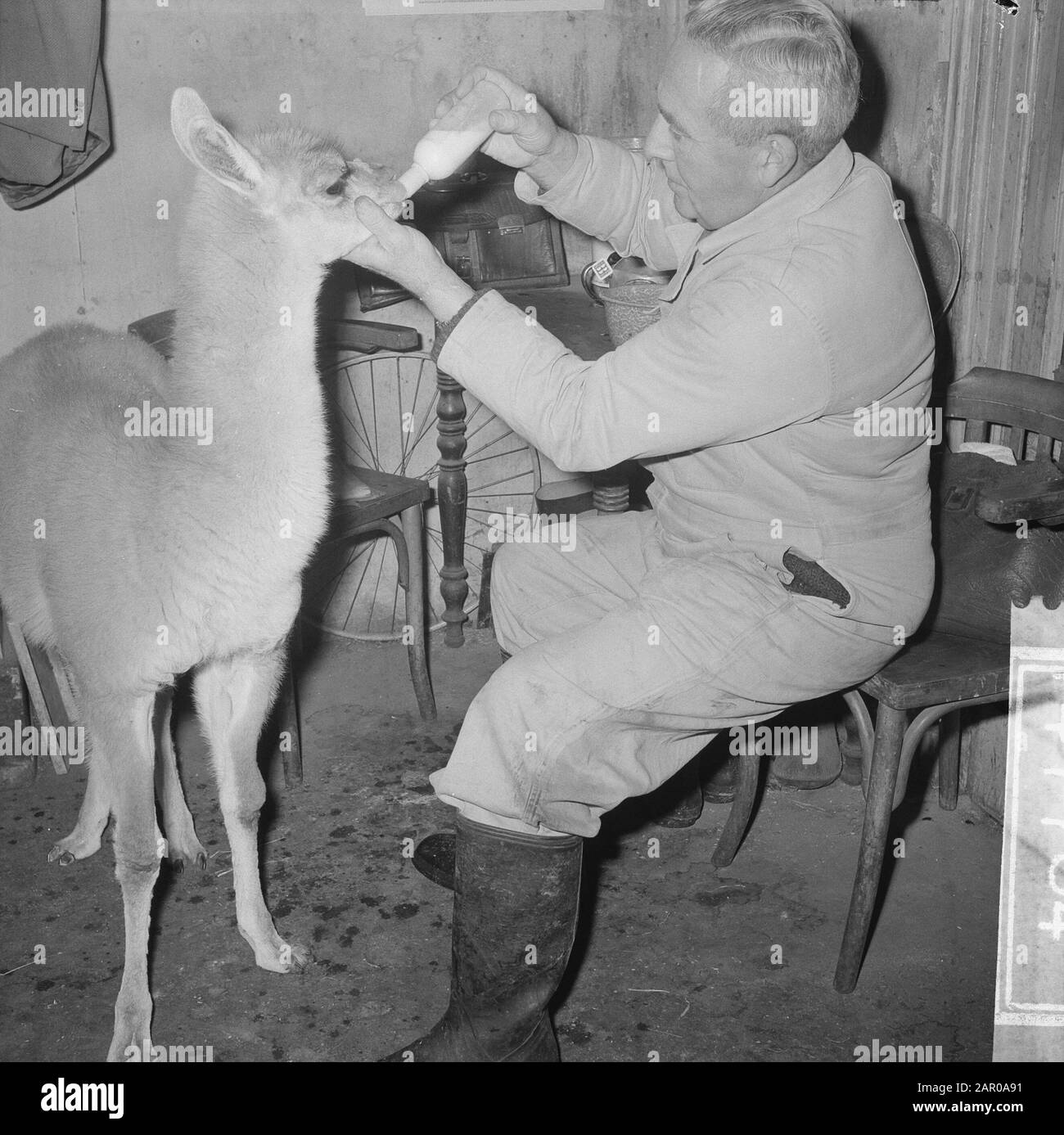 Young Guanaco (Wild lama) dépossédé par Dam à Artis Date: 1 février 1963 lieu: Amsterdam, Noord-Holland mots clés: Zoos Nom de l'établissement: Artis Banque D'Images