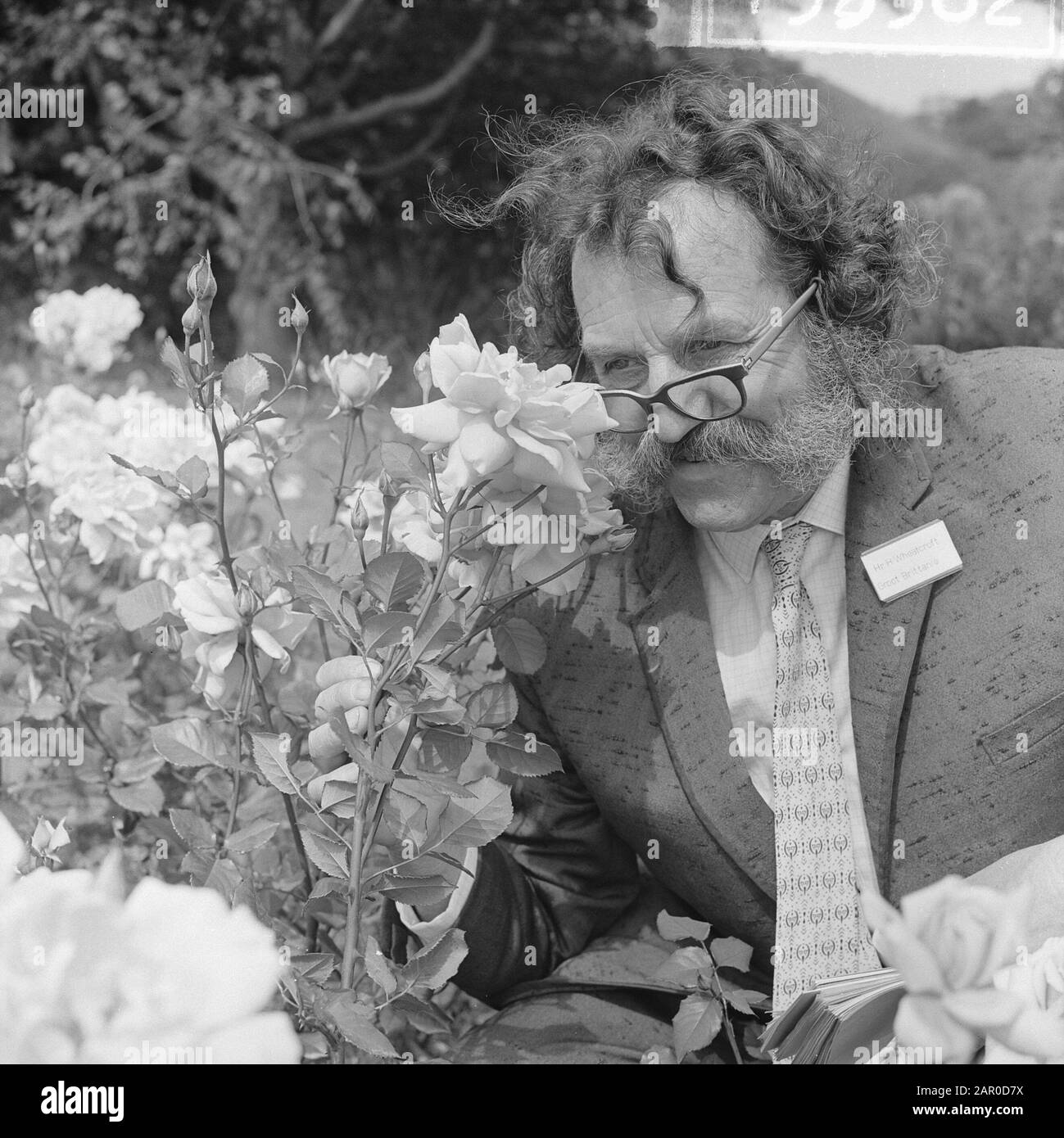 Concours International De Roses À La Haye. Membre Du Jury Harry Wheatcroft Au Travail Date : 15 Juillet 1963 Lieu : La Haye, Zuid-Holland Mots Clés : Rozenconcoursen Banque D'Images