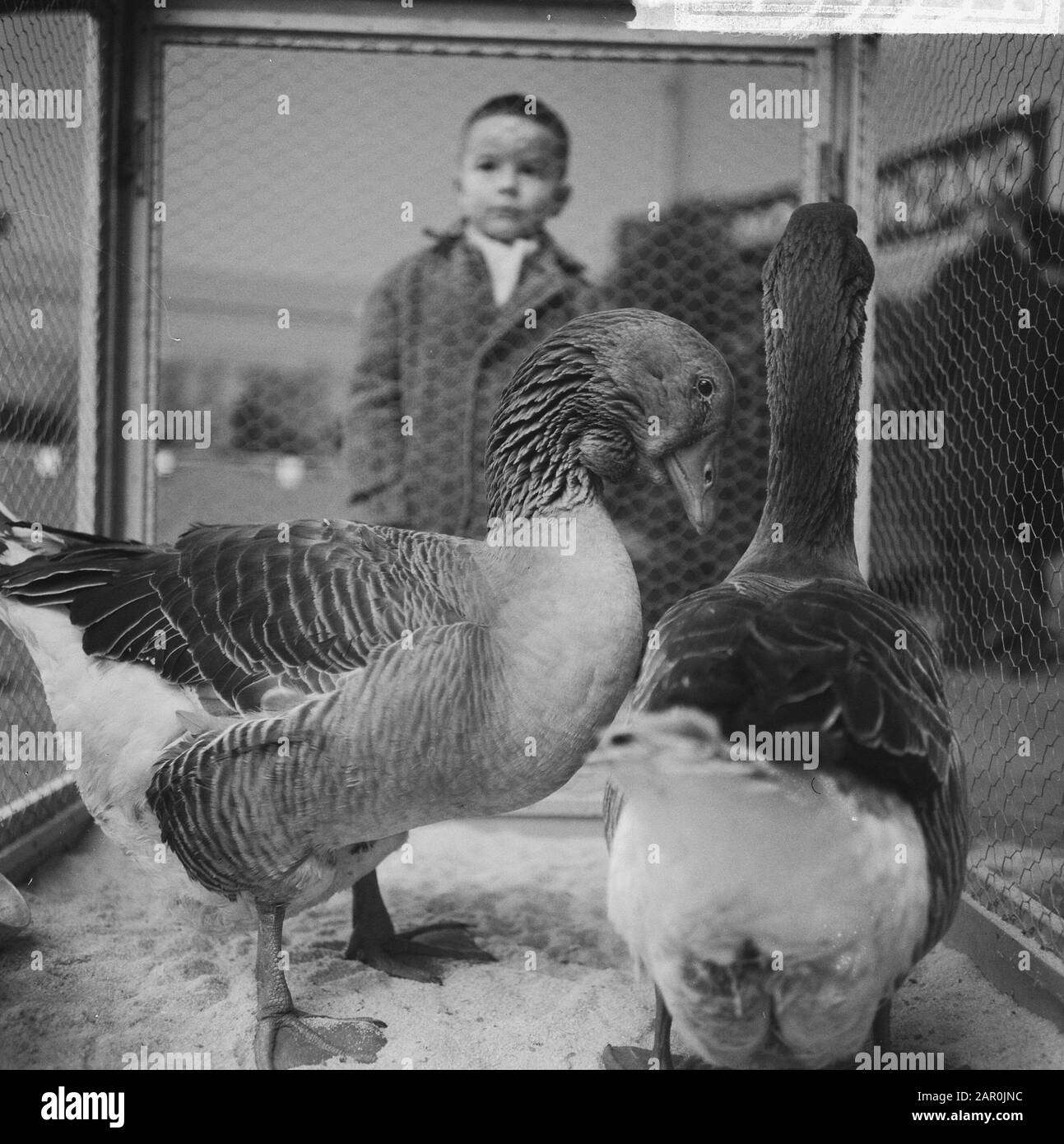 Exposition Avicultura ouverte à Houtrusthallen à la Haye, maire Van Kolfschoten avec l'un des poulets envoyés Date: 17 janvier 1964 lieu: La Haye, Zuid-Holland mots clés : KIPPEN, maires, expositions Nom personnel: Avicultura, Kolfschoten, Hans van Institutiontrusingsname: Woothallen Banque D'Images