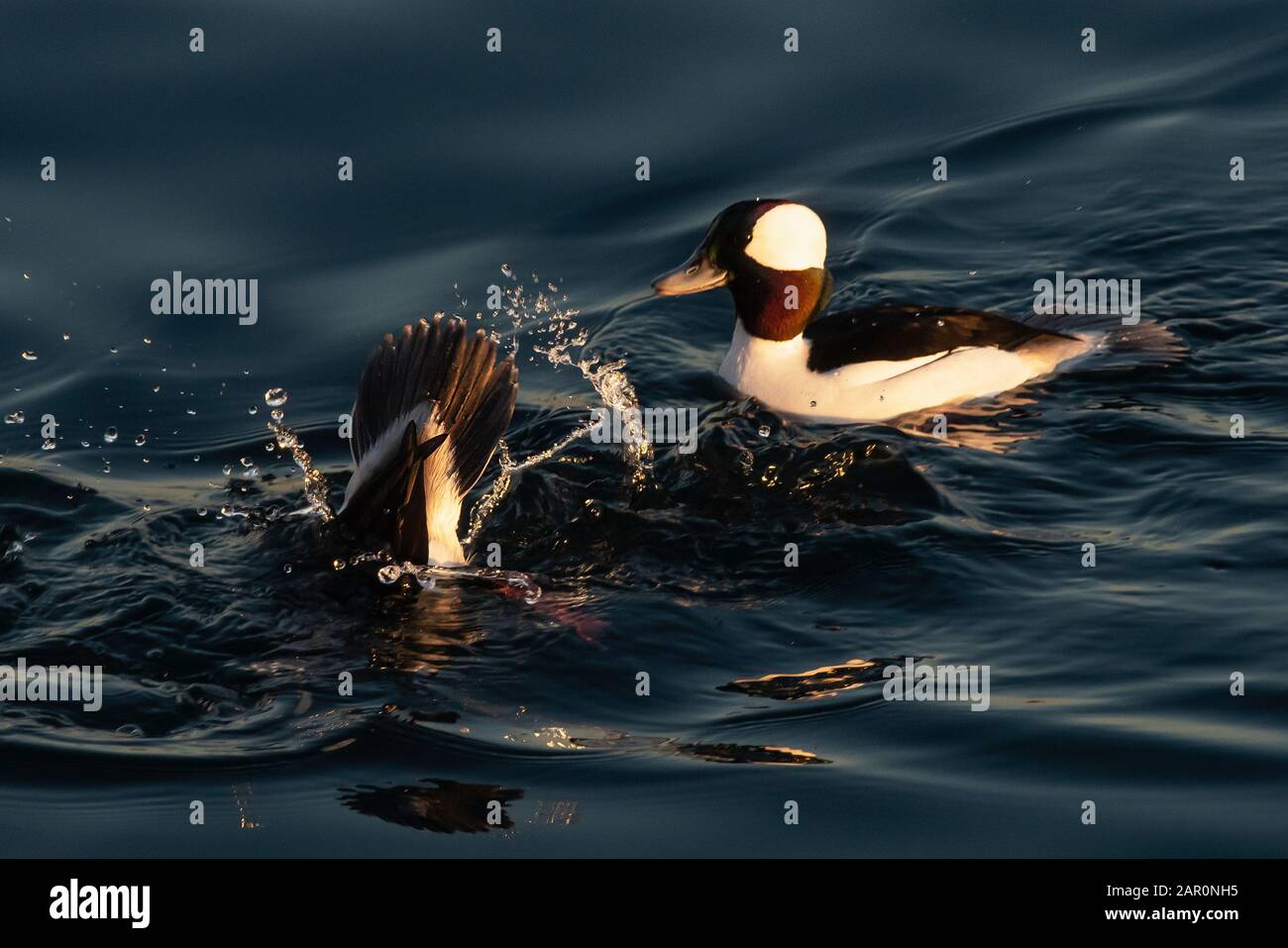 Canard à tête de buffle Drake nageant à la baie de Sheepshead Banque D'Images