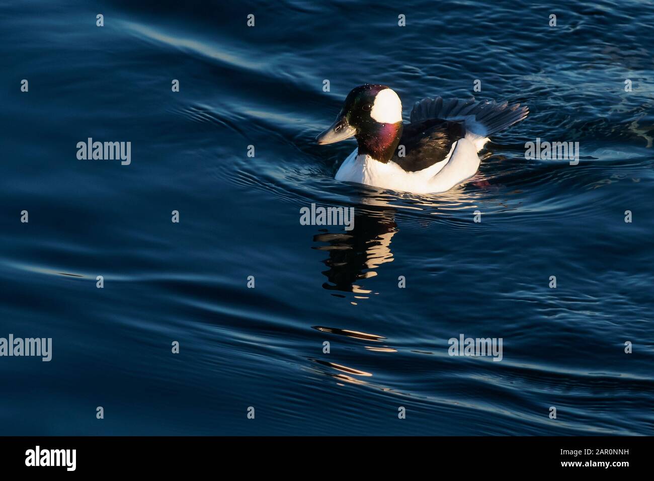 Canard à tête de buffle Drake nageant à la baie de Sheepshead Banque D'Images