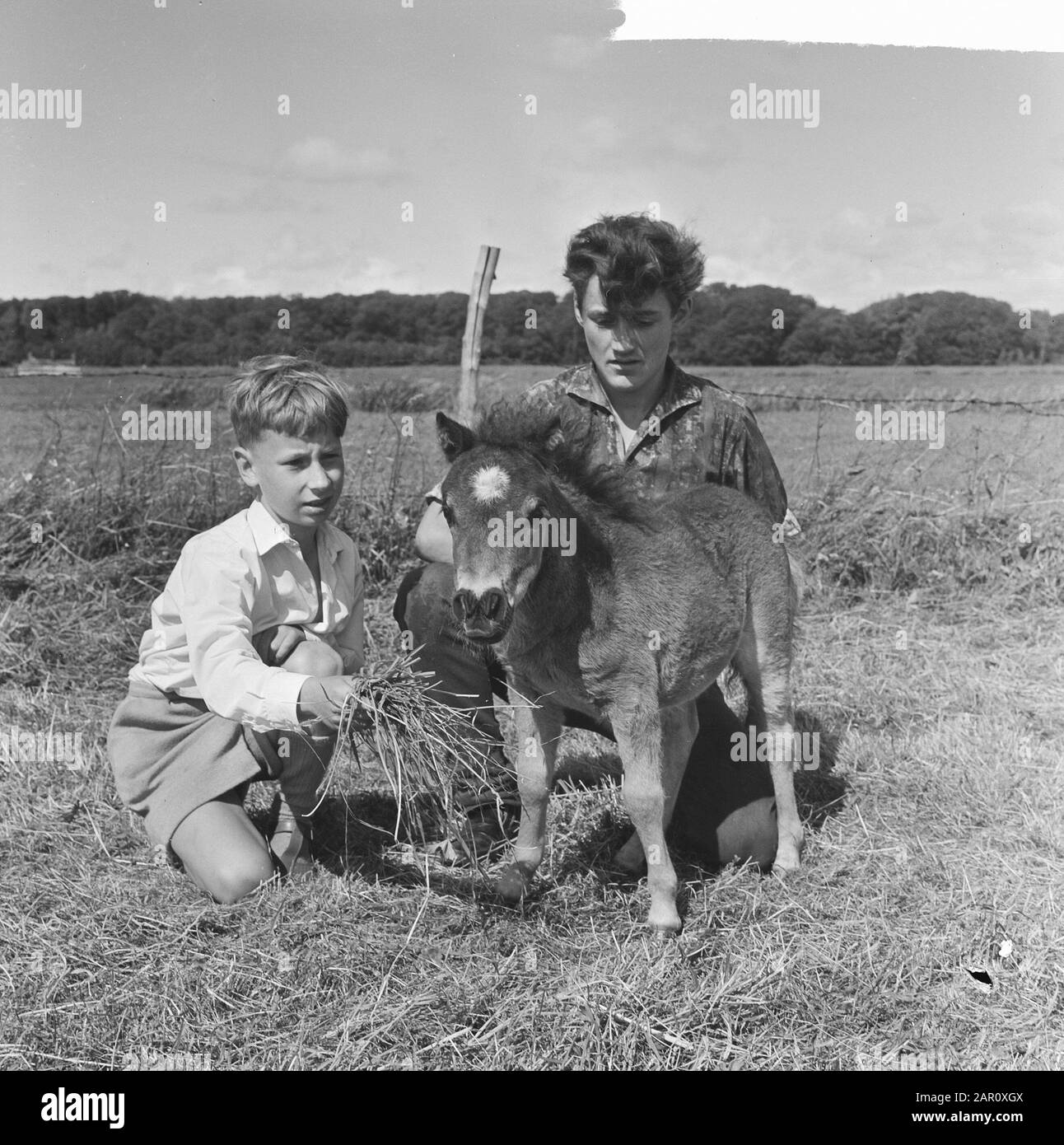 Plus petit poney au monde à Leidsedam, le fils avec le poney Date: 1 juillet 1964 mots clés: Ponys Banque D'Images Plus petit poney au monde à Leidsedam, le fils avec le poney Date: 1 juillet 1964 mots clés: Ponys Banque D'Images