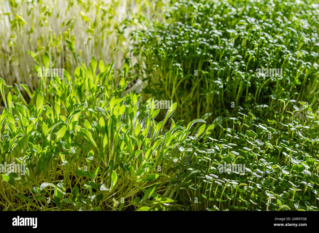 Microgreens à la lumière du soleil. Germes de lentilles vertes, cresson de jardin, millet et arugula. Vue avant des semis verts, des jeunes plantes et des cotylédons. Banque D'Images