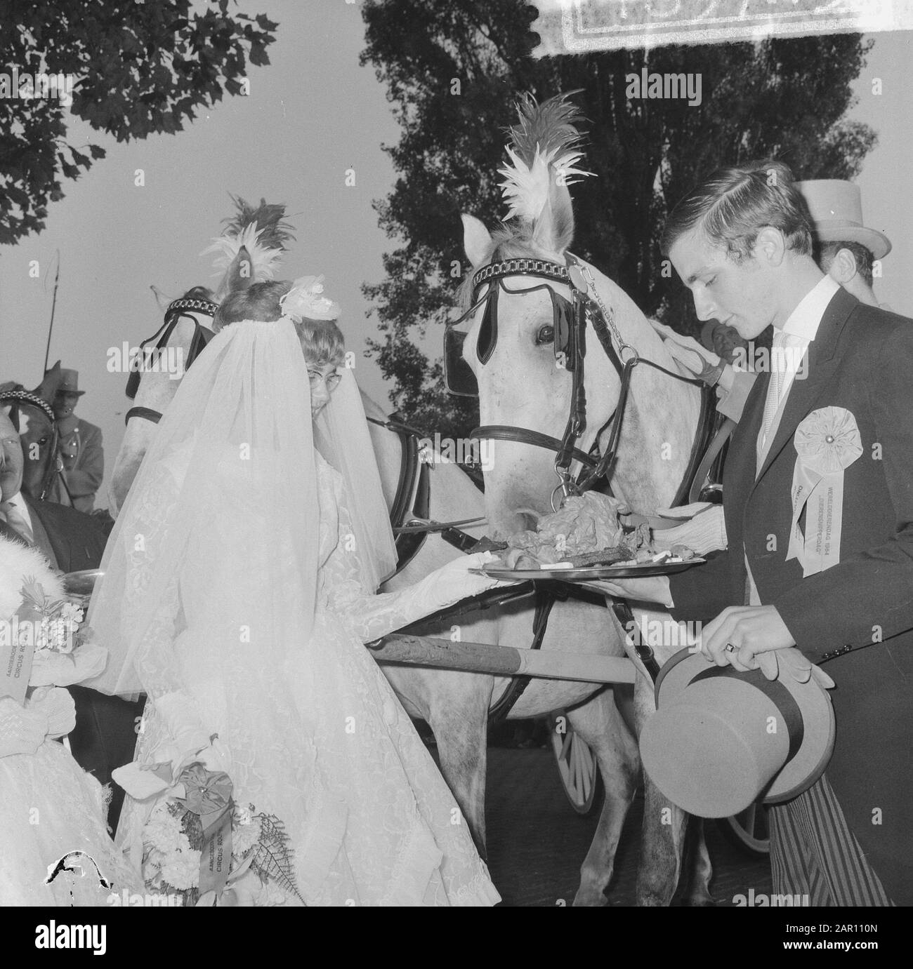 Journée mondiale des animaux 1964, une voiture avec de vrais nouveaux mariés a conduit dans la procession, la mariée et la groom donner la nourriture de cheval Date: 5 octobre 1964 mots clés: Couples de mariage Nom de l'institution: Journée mondiale des animaux Banque D'Images