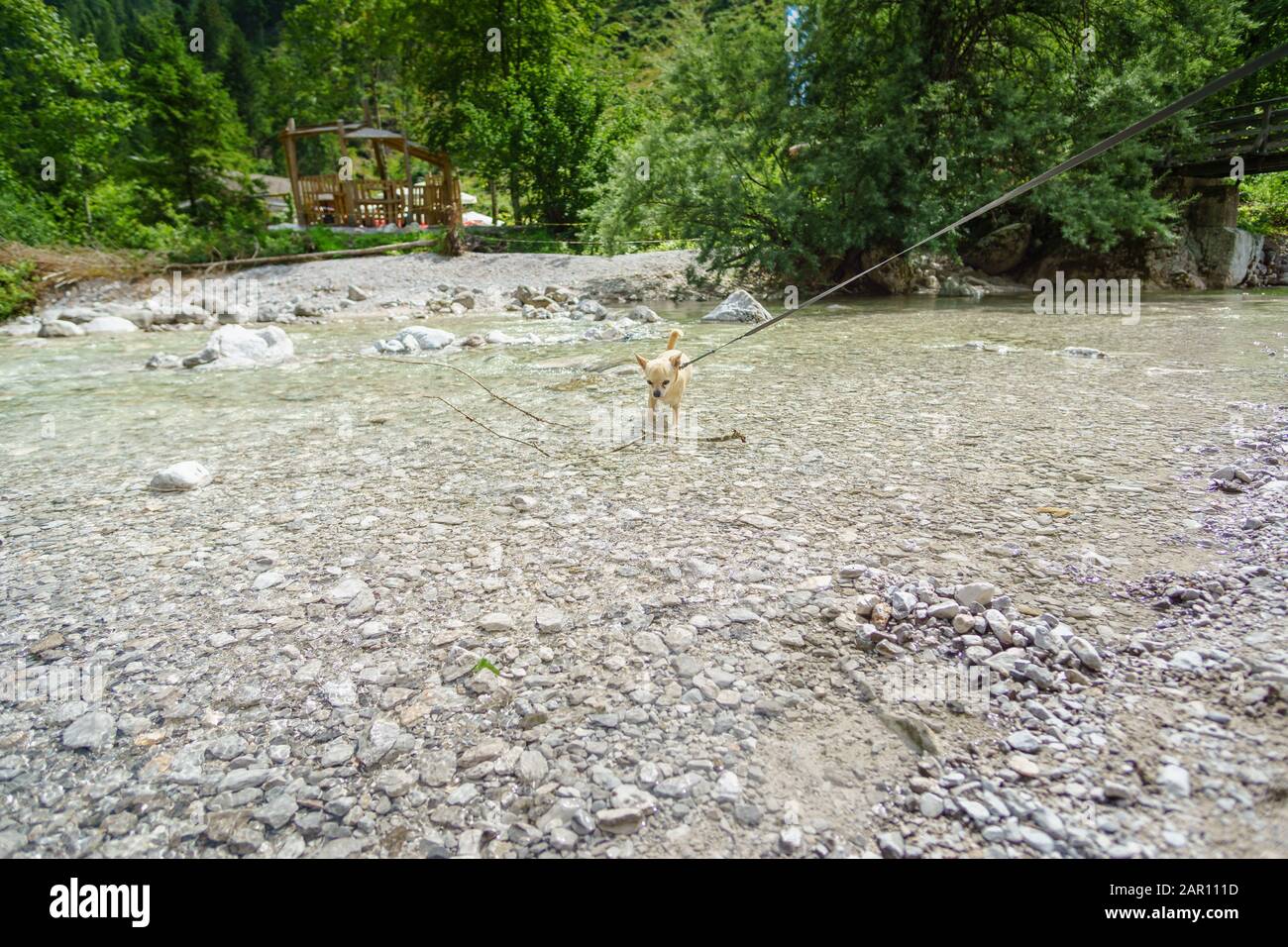 Chihuahua dans le ruisseau de montagne pendant la randonnée en Autriche Banque D'Images