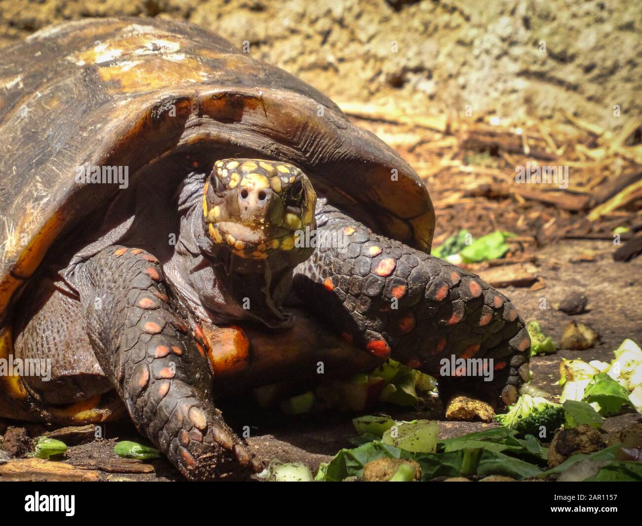 Gros plan de la tortue affamée avec de belles écailles et des échelles jaunes regardant directement la caméra. Lumière du jour ensoleillée prise de vue d'un majestueux animal reptiles. Banque D'Images