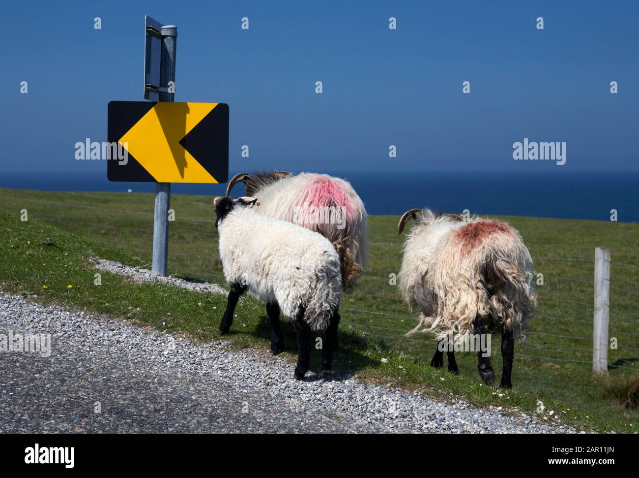 trois moutons qui sont à la pointe de la route dans l'ouest de l'irlande rurale Banque D'Images