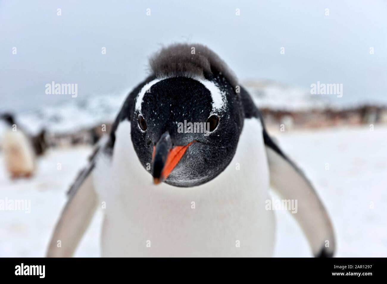 La Gentoo pingouin Pygoscelis papua à la caméra à l'Antarctique l'Île Cuverville Banque D'Images