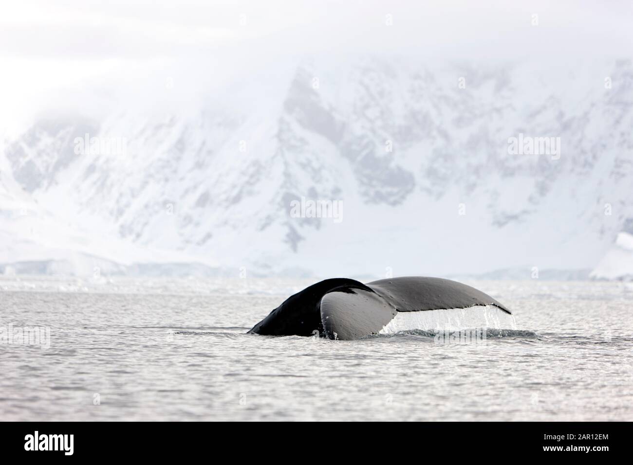 Queue de la baleine à bosse Megaptera novaeangliae dans la baie de Wilhelmina Antarctique Banque D'Images