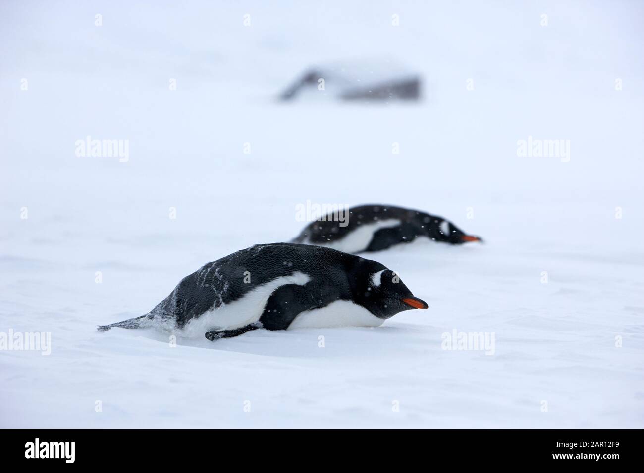 Penguins de Gentoo Pygoscelis papua couché dans un blizzard dans la baie Antarctique de Whaler Banque D'Images