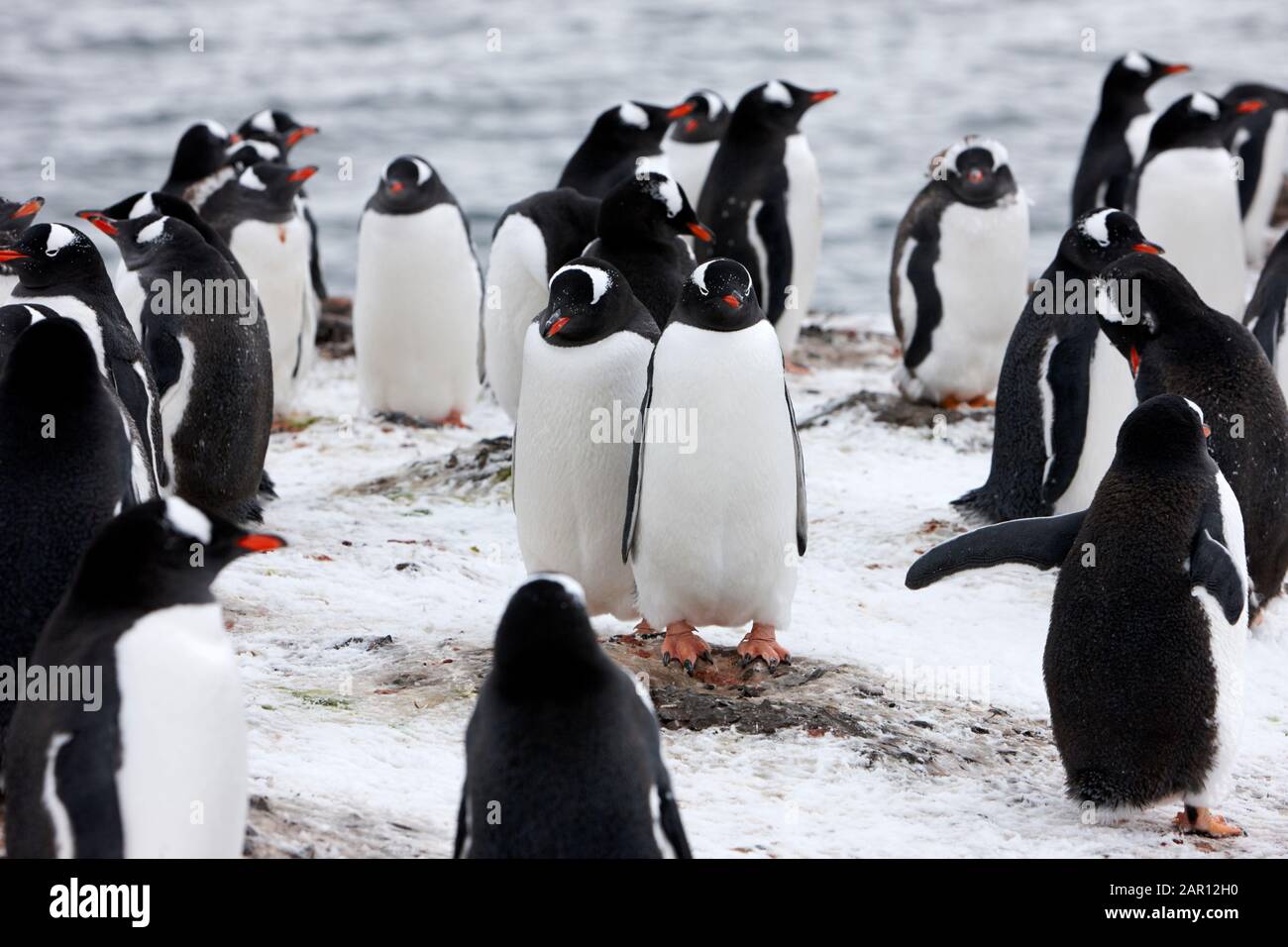 Paire de pingouins Gentoo Pygoscelis papouasie debout au milieu d'une colonie Hannah point Antarctique Banque D'Images