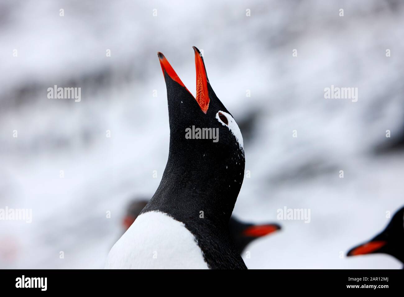 Gros plan du manchot de Gentoo Pygoscelis papua appelant en Antarctique Banque D'Images