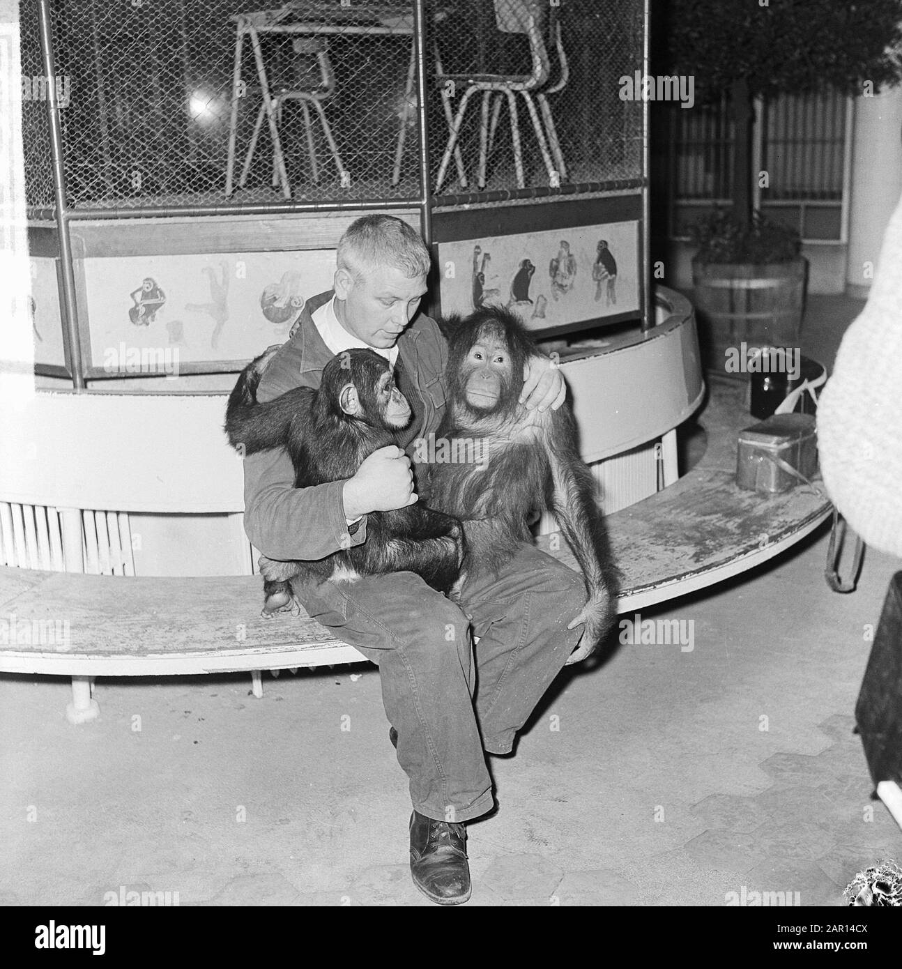 Babysitter Chris Baris van Blijdorp avec chimpanzé Dini et orang oetang Barbara Date: 12 février 1965 lieu: Rotterdam, Zuid-Holland mots clés: Singes, chimpanzés, animaux, zoos, etc nanny, orangutans Nom personnel: Baris, Chris Banque D'Images