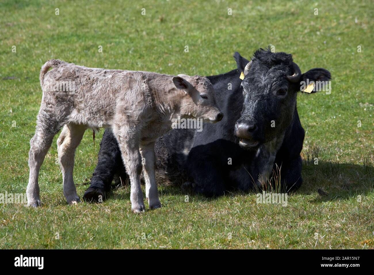 vache et nouveau-né jeune veau dans un champ en irlande Banque D'Images