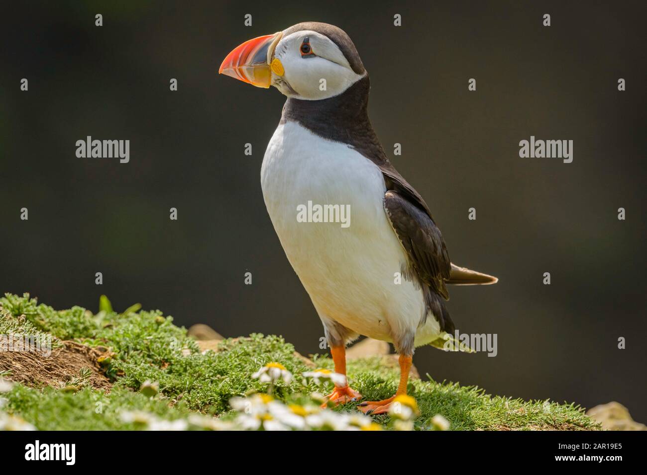 Macareux moine (Fratercula arctica) sur l'île de Skomer Banque D'Images