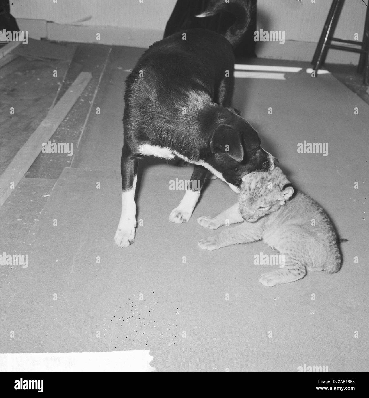 Chien de famille Walbeek Hertha prend soin de trois semaines de lion, Hertha et le lion Date: 20 mai 1965 mots clés: Familles, chiens, lions Banque D'Images