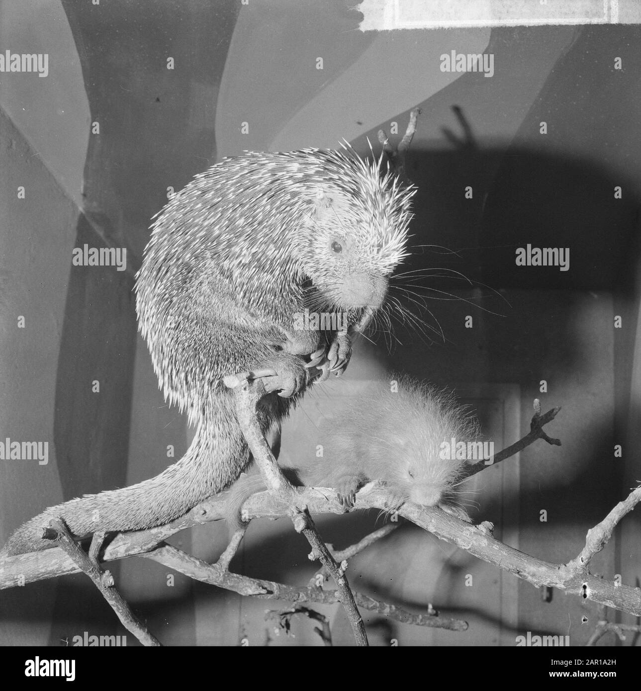Porc-épic à Artis a donné vie à un jeune Date: 14 décembre 1964 lieu: Amsterdam, Noord-Holland mots clés: Zoos Nom de l'établissement: Artis Banque D'Images