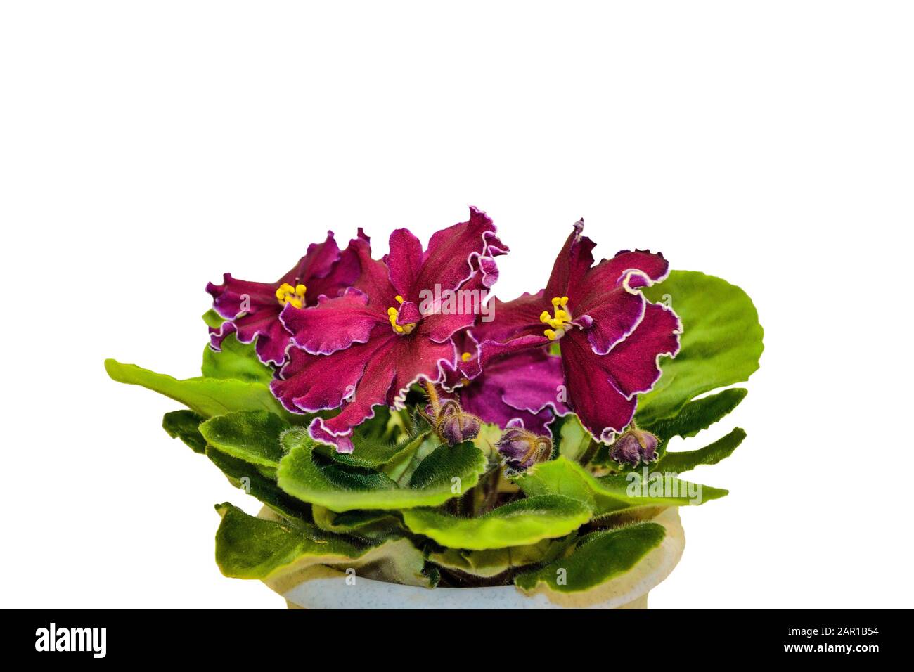 Fleurs mauves de Saintpaulia ou violettes africaines. Pétales doux avec bords blancs, bourgeons et feuilles gros plan, isolés sur fond blanc. Magnifique potte Banque D'Images