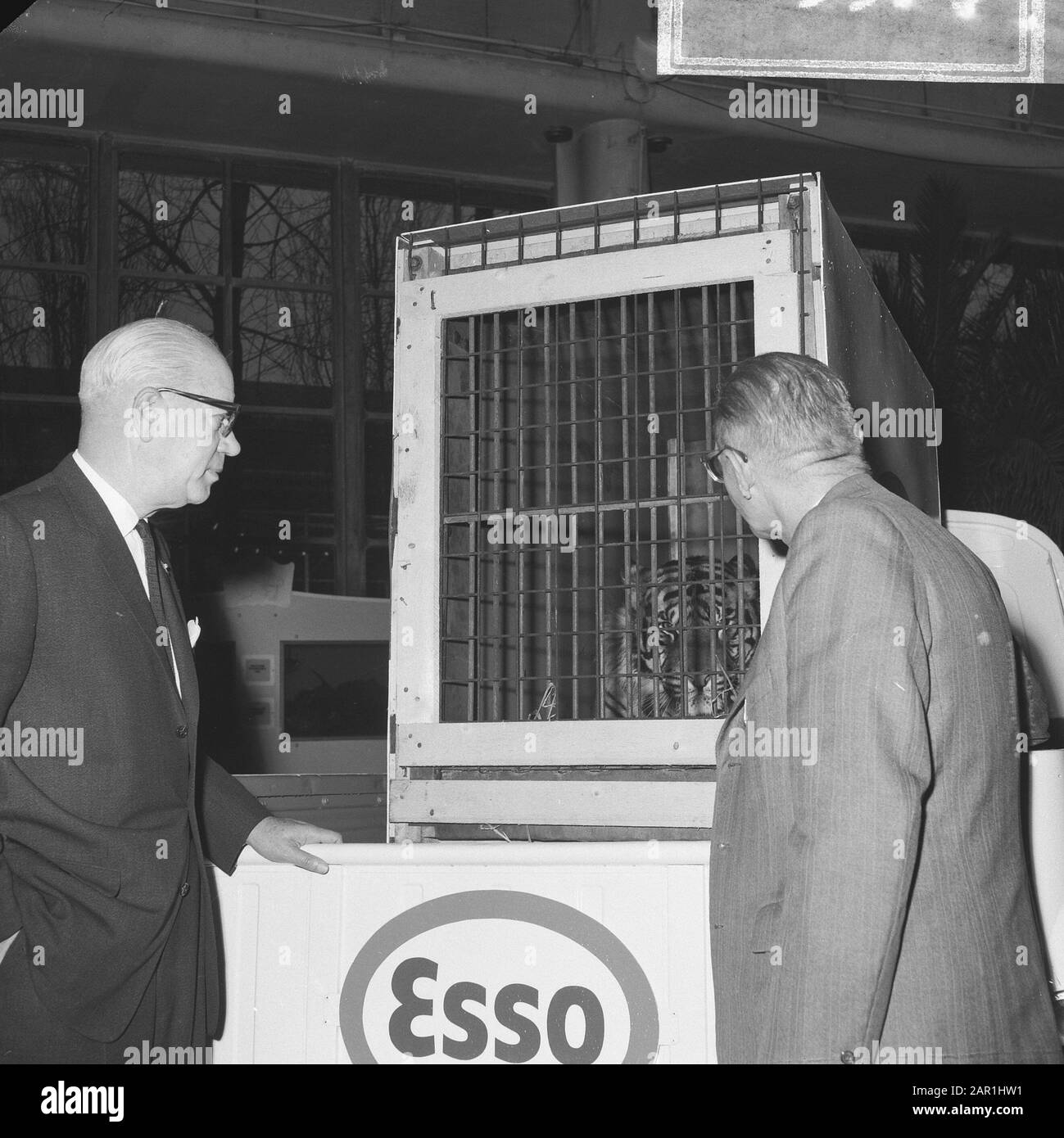 Deux hommes lors de l'affichage d'un tigre de Sumatran dans une cage, offert au zoo de Blijdorp par une compagnie pétrolière et pétrolière Date: 1 décembre 1965 lieu: Rotterdam, Zuid- Holland mots clés: Zoos, tigres Nom de l'institution: Blijdorp Banque D'Images