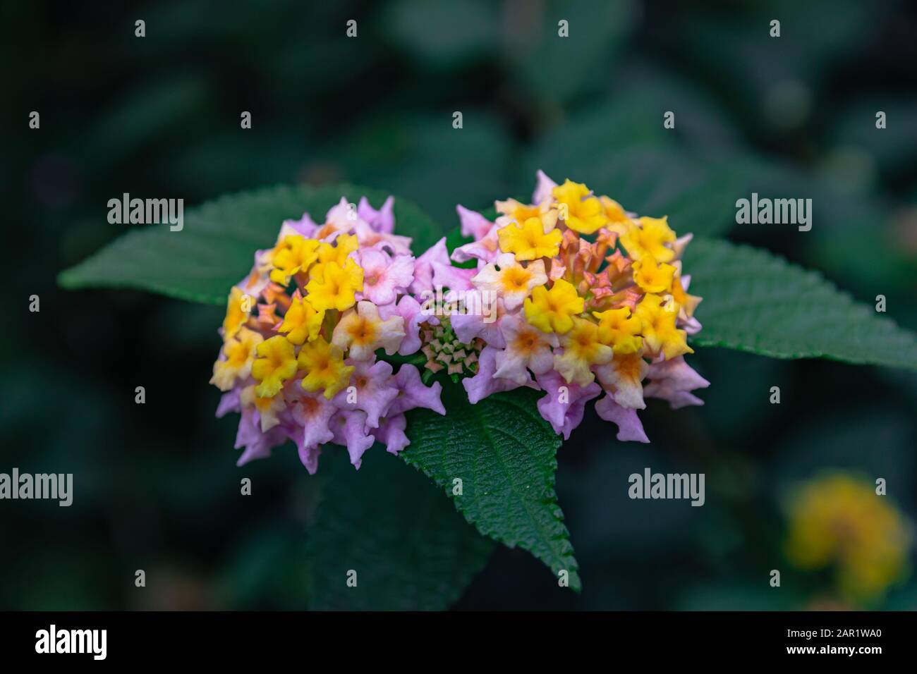 Fleur de Lantana camara, portrait coloré Banque D'Images