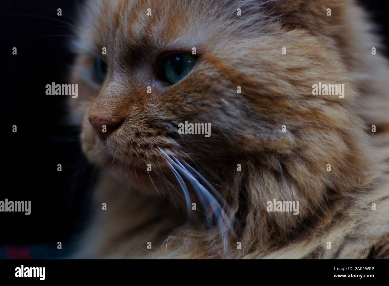 Magnifique chat de gingembre affamant dans la distance Banque D'Images