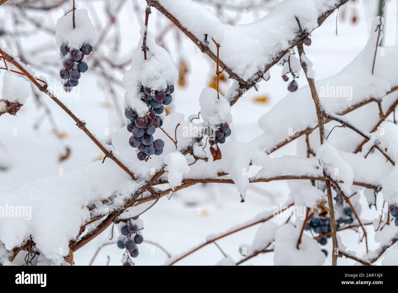 Novembre les raisins se sont dirigés pour du vin de glace recouvert de neige. Banque D'Images