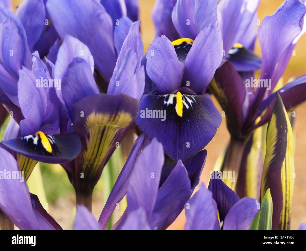 Gros plan de belles fleurs miniatures d'iris pourpre, Iris histrioides variété Palm Springs Banque D'Images