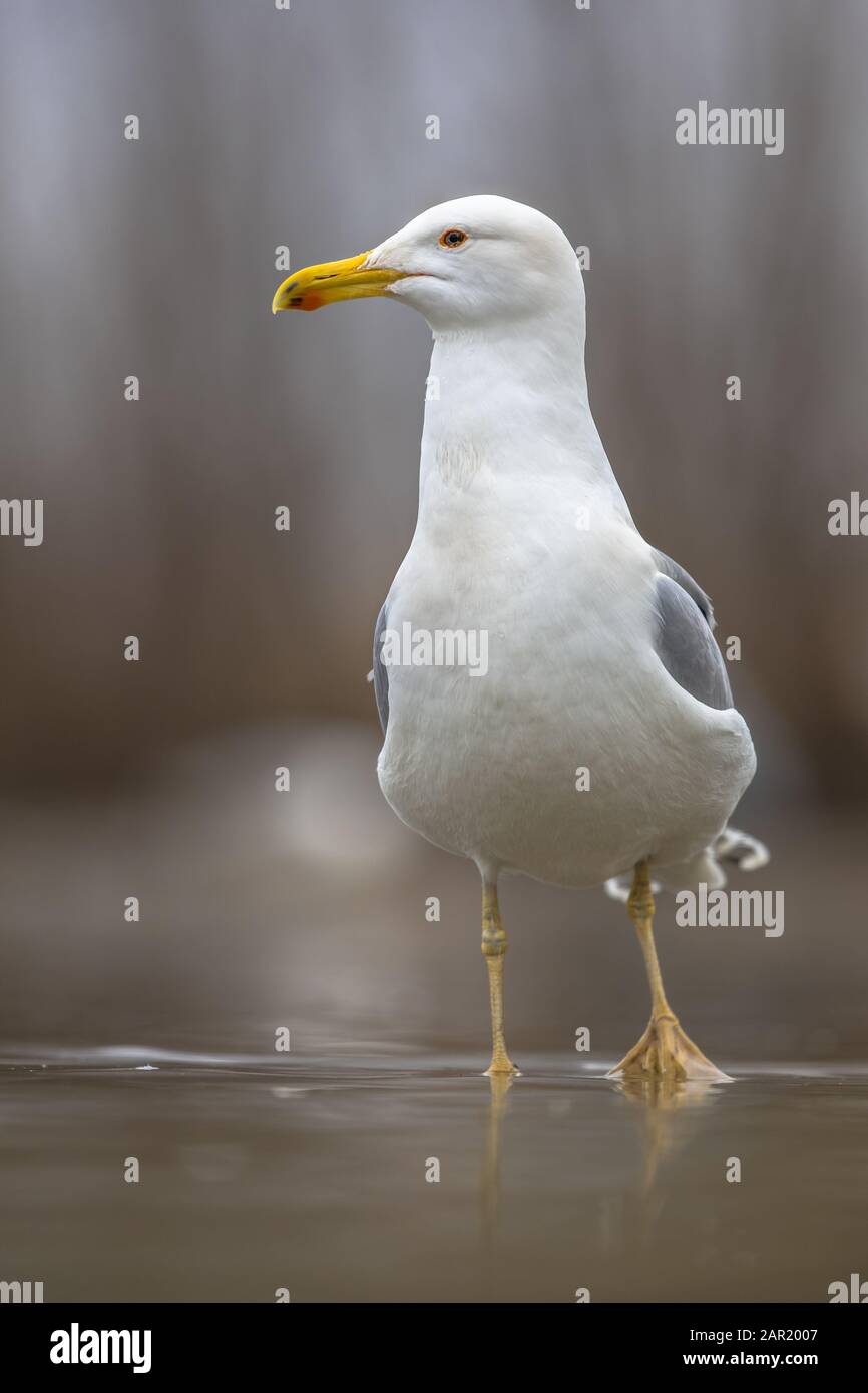 Goéland à pattes jaunes (Larus michahellis) marchant dans des eaux peu profondes au parc national de Kiskunsagi, à Pusztaszer, en Hongrie. Février. Banque D'Images