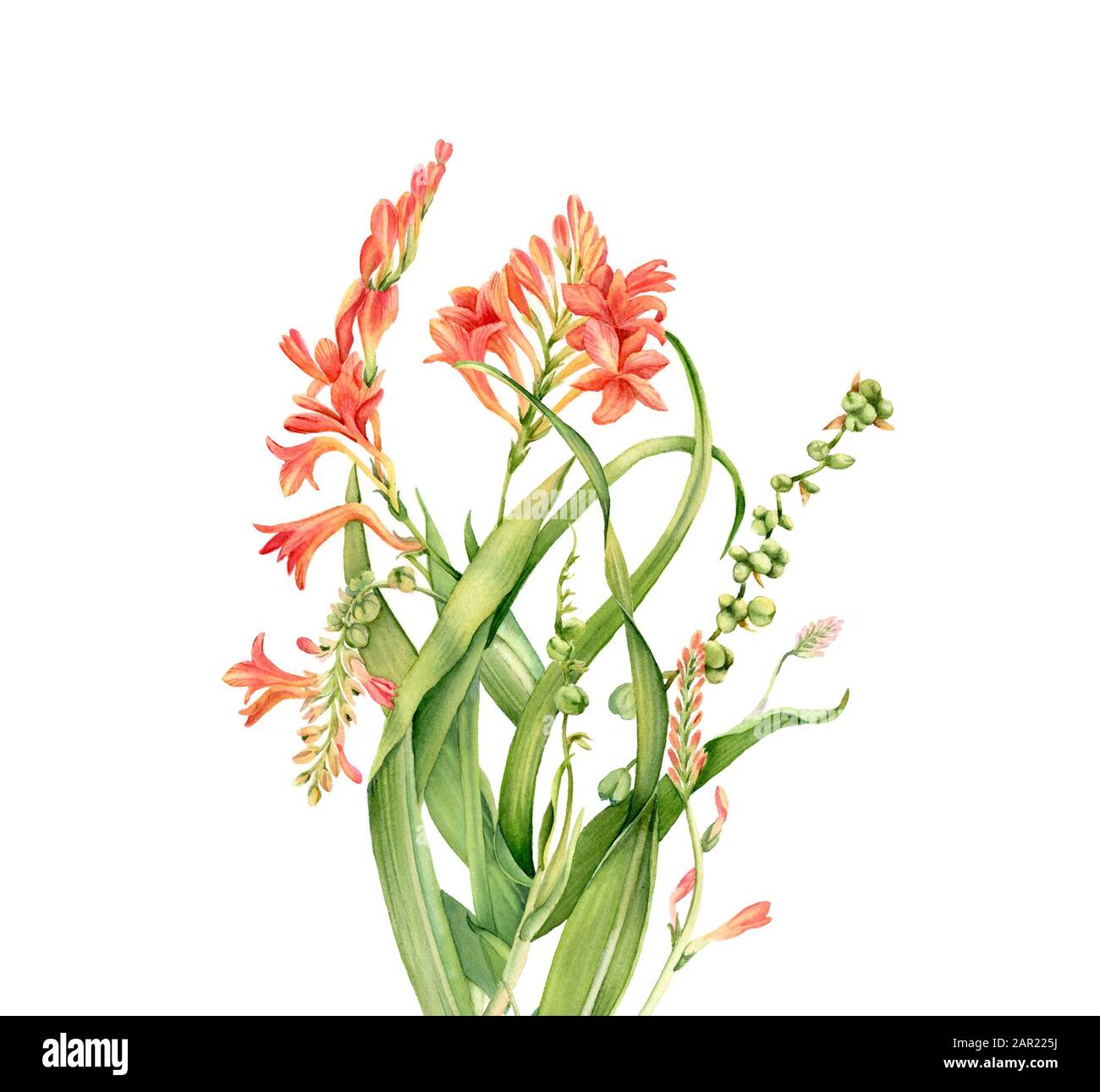 Bouquet de crocosmie aquarelle. Fleur tropicale colorée en fleur isolée sur blanc. Illustration florale botanique pour le design de mariage, cosmétiques Banque D'Images
