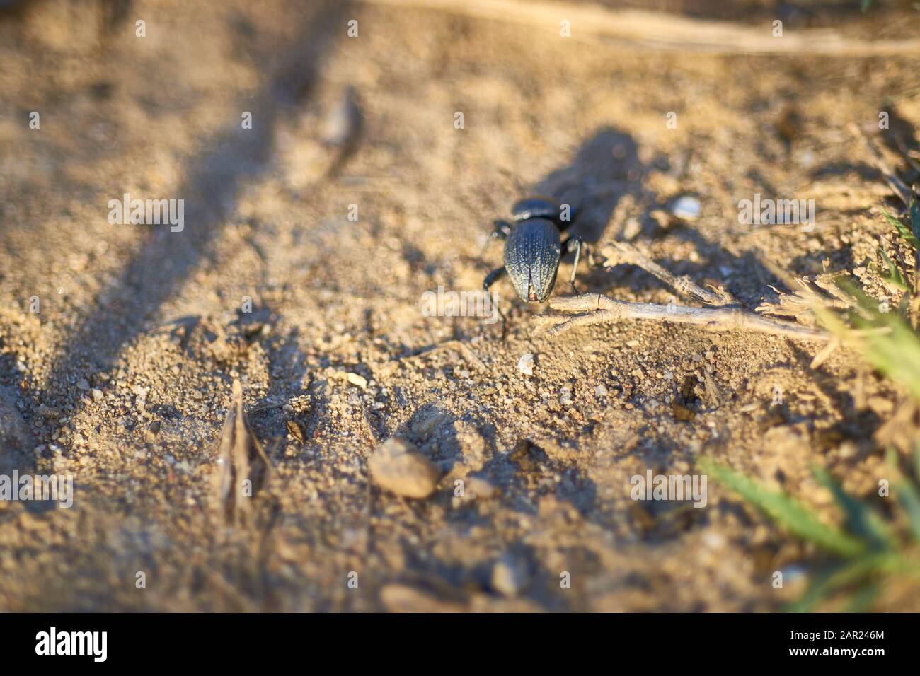 Tir de mise au point sélective à angle élevé d'un insecte marchant dessus le sol sablonneux Banque D'Images
