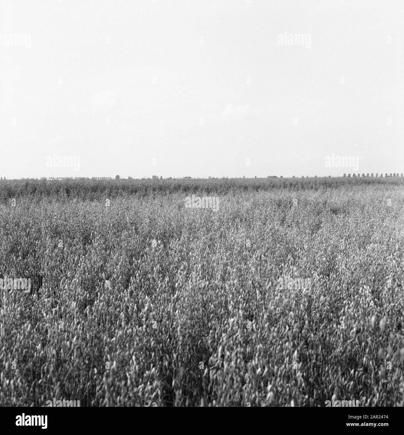 Extraction, semis et récolte, avoine, tourbières dates Date: Non daté lieu: Borgercompagne mots clés: Avoine, extraction, semis et récolte Nom personnel: Tourbières geert Banque D'Images